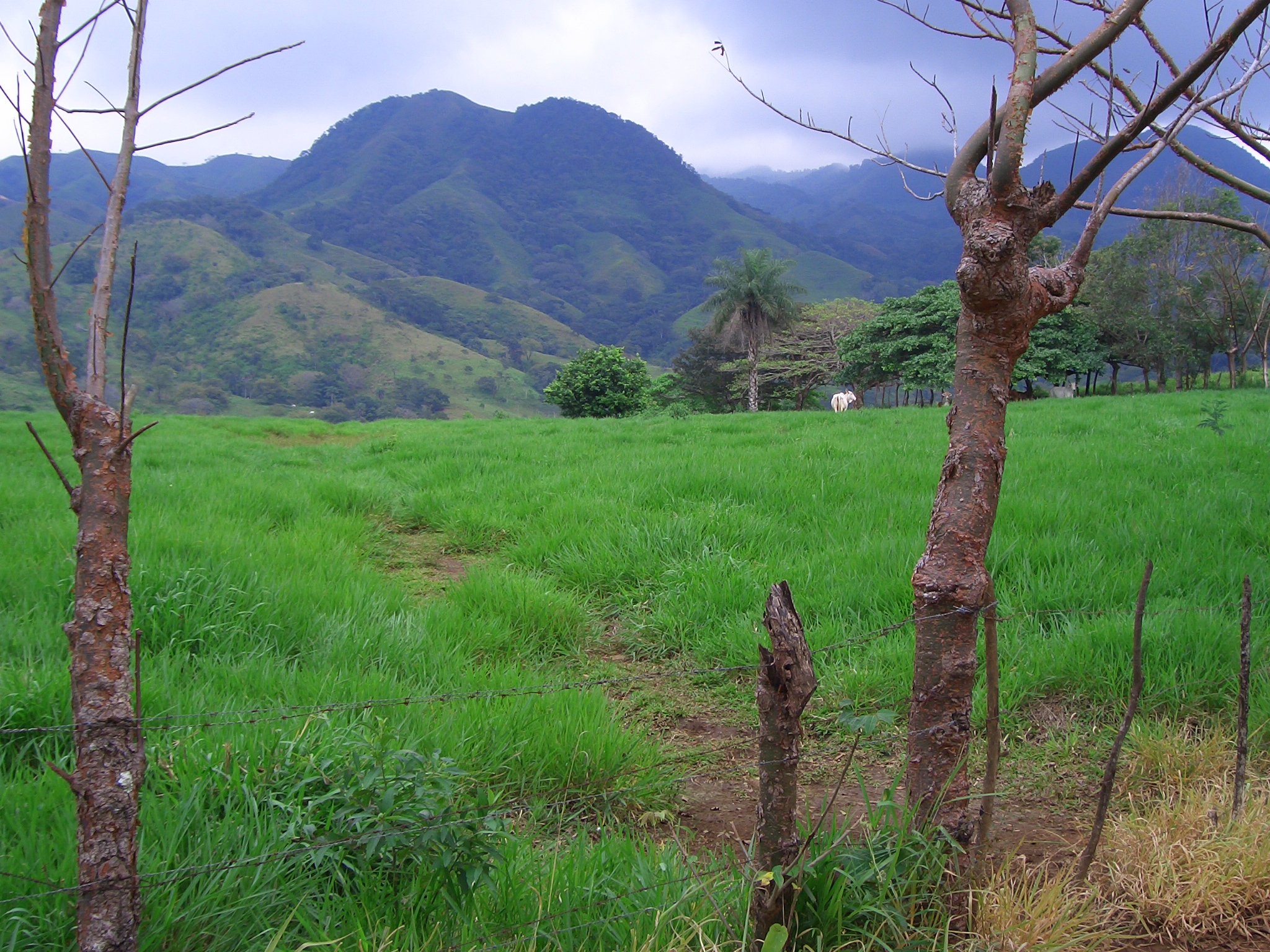 Costa Rica  (311)