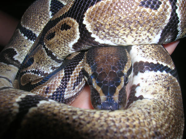 Python regius3 by CitrusPaper on DeviantArt