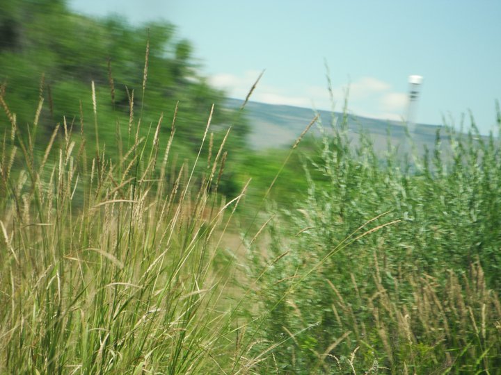 Grass Rushing By