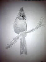 Cardinal Sketch