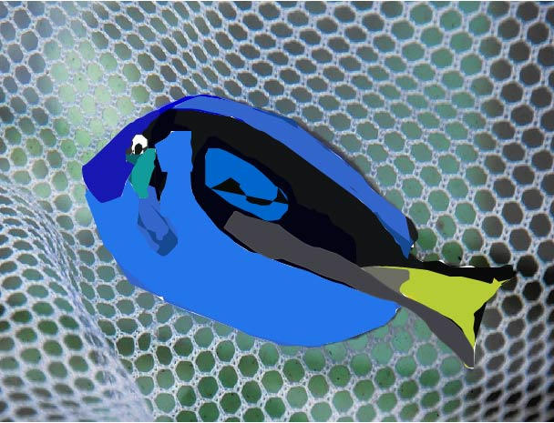 Finding 2 Os-finding-dory-blue-tang-20160428 by taiyarobertson11 on DeviantArt