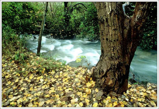 Banias river