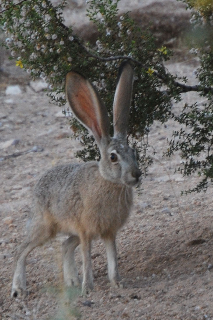 Jake the Jack Rabbit by Shynar-the-Direwolf on DeviantArt