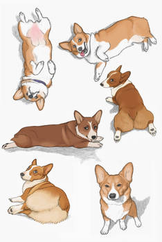 Corgis