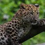 Amur Leopard Cub