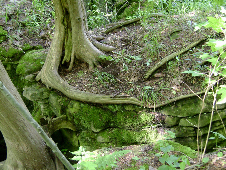 Funky Looking Roots Funky Tree Root by withnature on DeviantArt