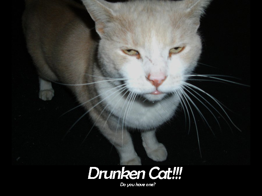 Drunken Cat