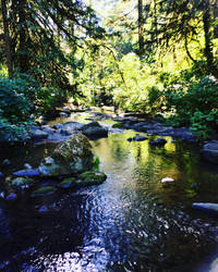 McDowell creek 2