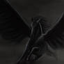 Black Pegasus