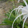 spider lily