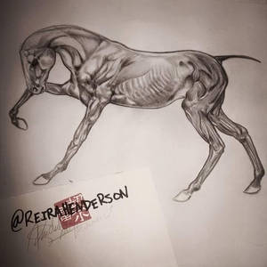 Study of Equus