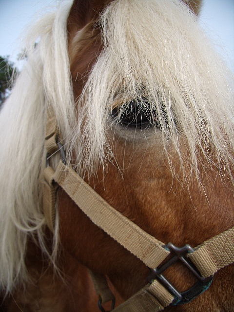 Horse looking at the camera