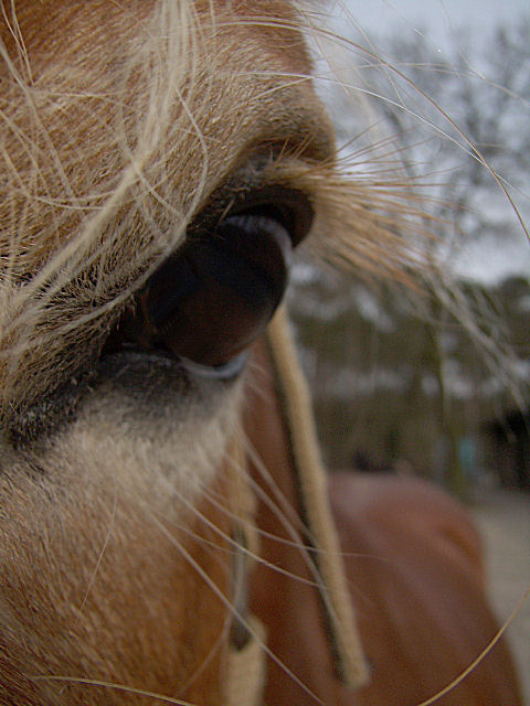 Horse looking into the camera3