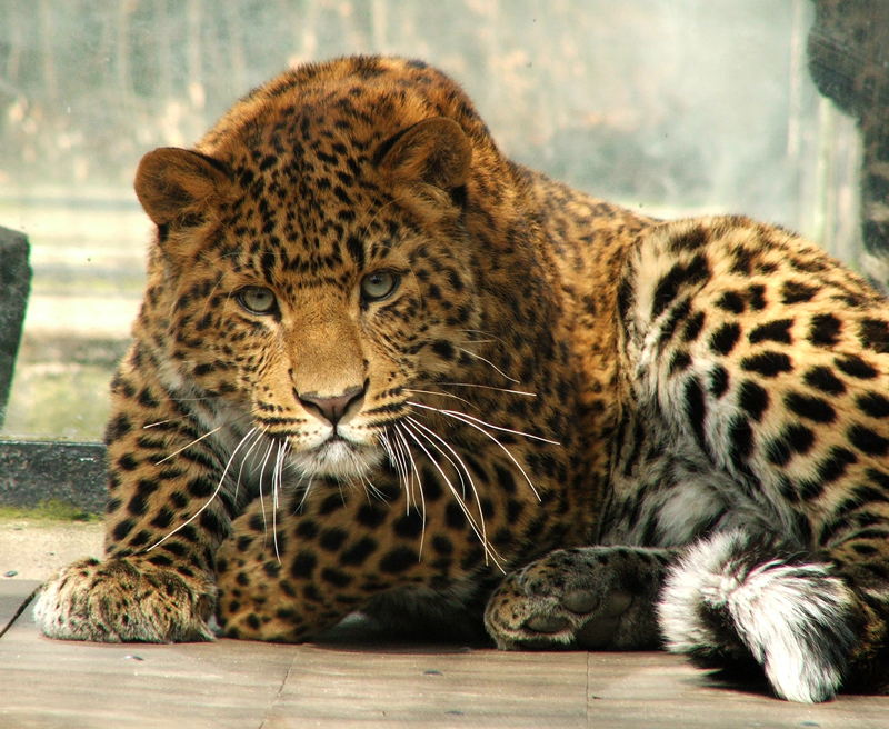 Amur Leopard