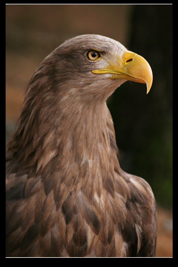 White-tailed Eagle