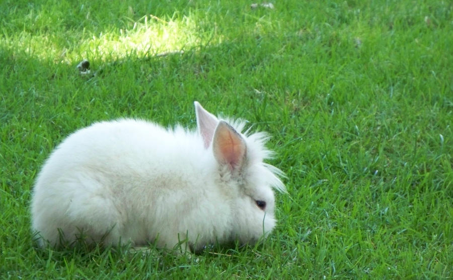 The White Rabbit II by SpringTimeFox on DeviantArt