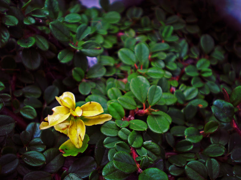 Leaves that are green..