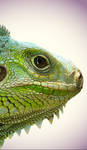Digital Iguana vector by staypuftmuffin