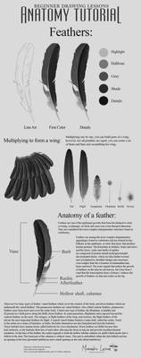 Feathers Basic Tutorial