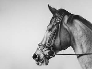 Horse portrait