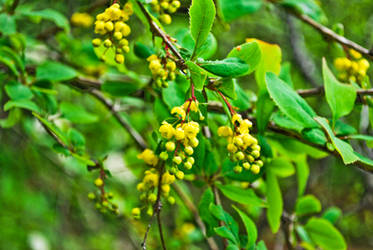 Yellow Flowers