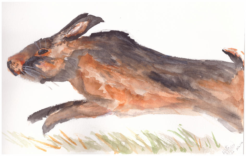 Running rabbit by Dreamy-horse on DeviantArt