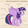 Parts of an Equestria Pony - Female Equine