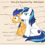 Parts of an Equestria Pony - Male Equine