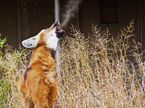 Maned Wolf