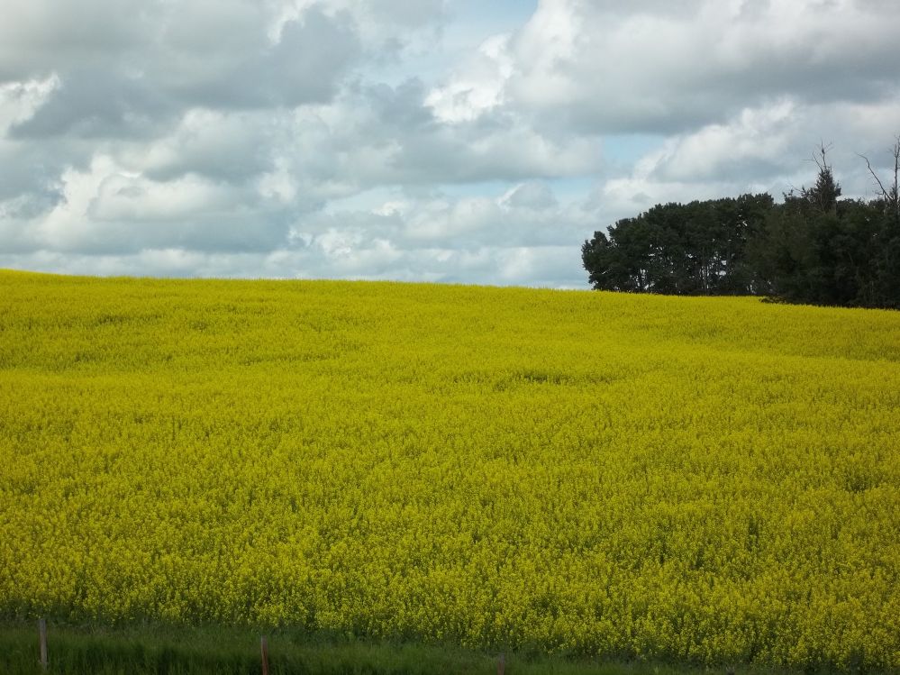 Mustard Fields1