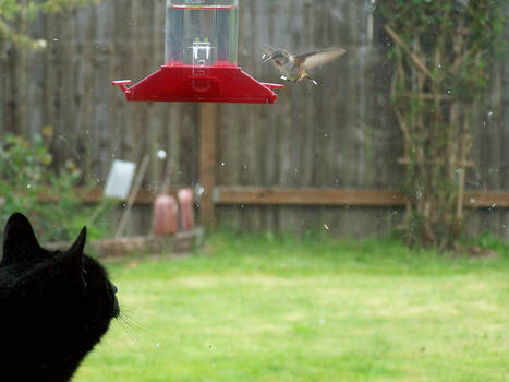 Cat and Hummingbird