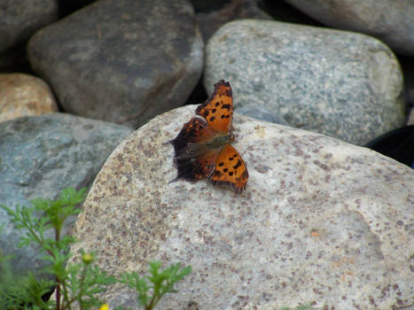 Eastern Comma Butterfly