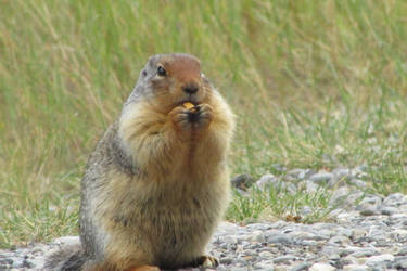 Columbian Ground Squirrel