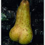 dirty dirty pear