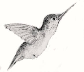 Hummingbird Sketch