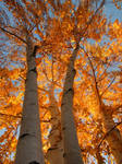 Birch Trees 2 by surrealswirls