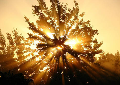 Sun Tree