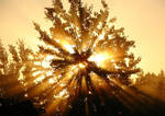 Sun Tree by surrealswirls