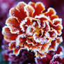 Marigold Frost