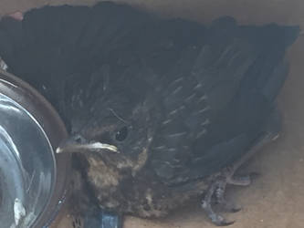 BlackBird up close