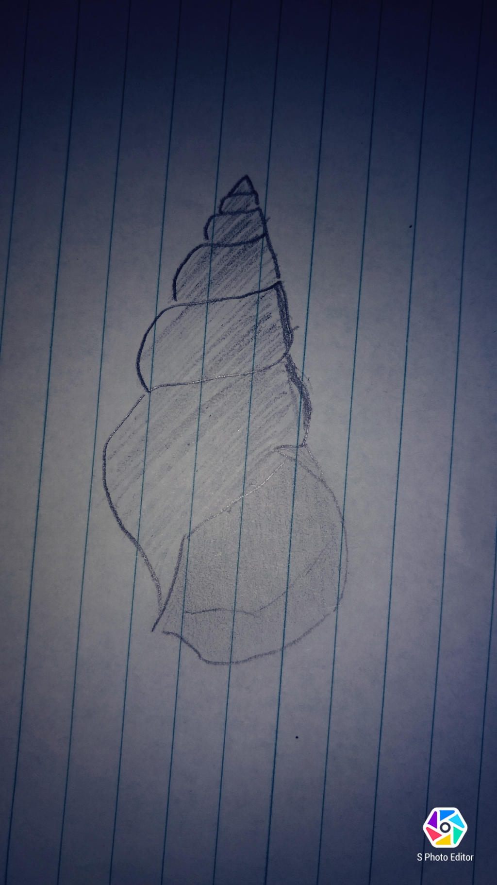 Shell Shading Graphics sea shell -pencilshading by vipula25 on DeviantArt