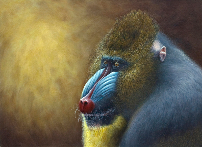 Mandrill Portrait