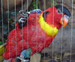 parrot lori