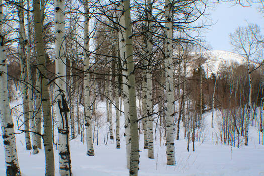 snow and trees