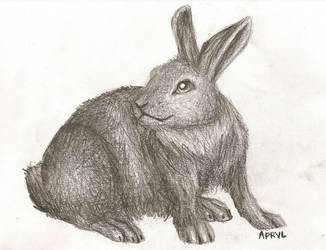 rabbit