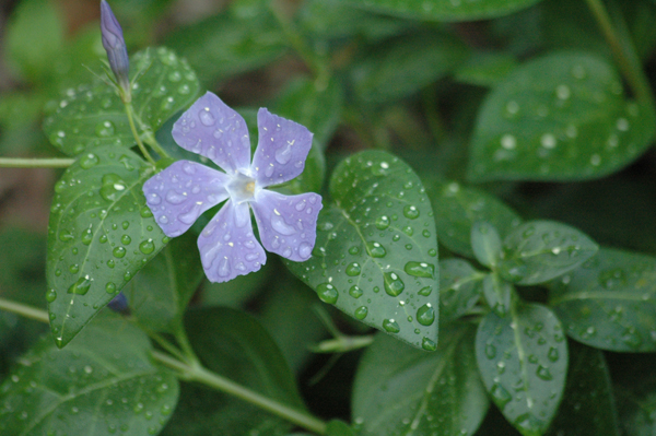 After the Rain II