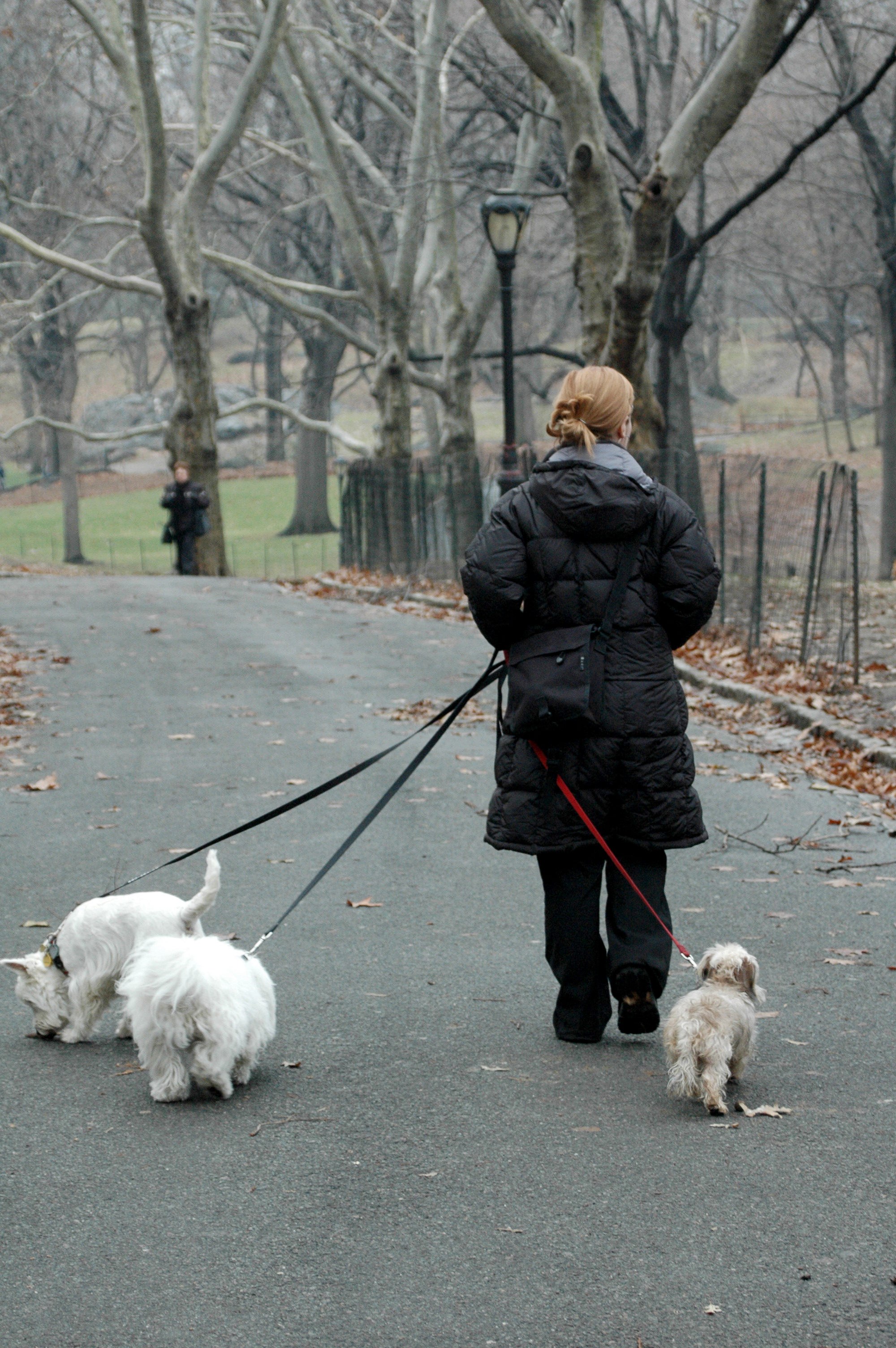 A Walk in Central Park