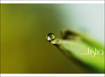 :: GREEN :: by Al3ashAlh
