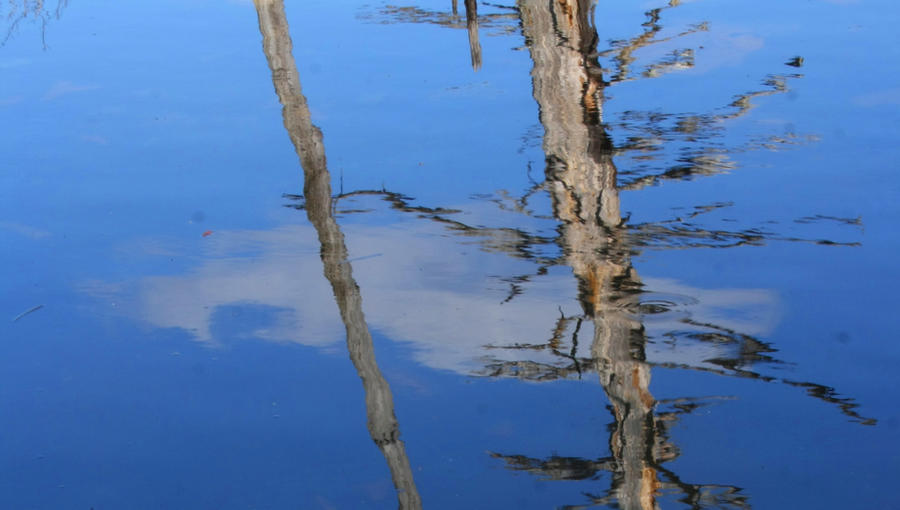 Reflection Tree Hanging Tree Reflection by ChrisHendershot on DeviantArt