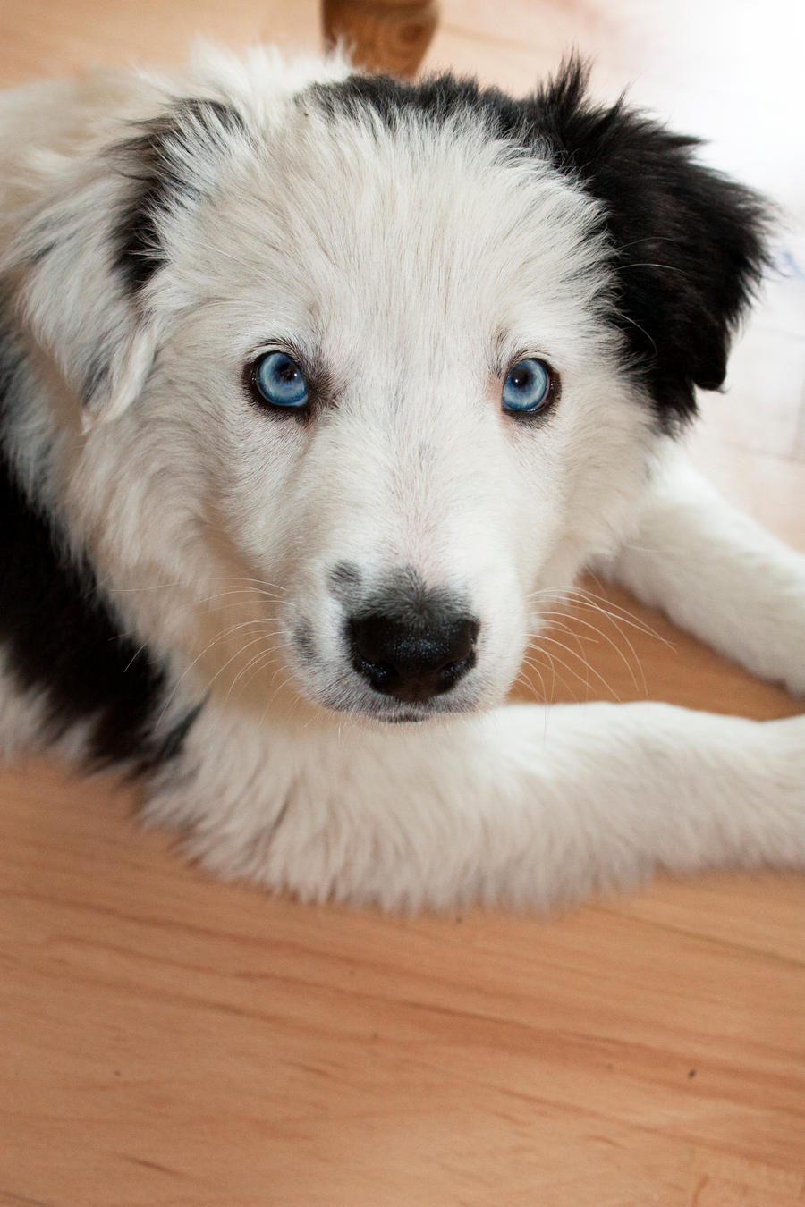 Ice the border collie